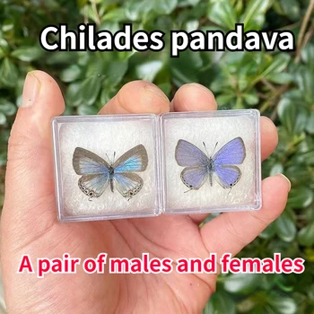 Чайлдз Пандава Настоящий образец бабочки, подарок от насекомых, поделки, украшения для дома, выставка Фотографий, статуи