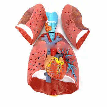 Модель дыхательной системы человека из ПВХ, 7 частей, Гортань, Легкие, сердце, натуральный трехмерный размер в натуральную величину
