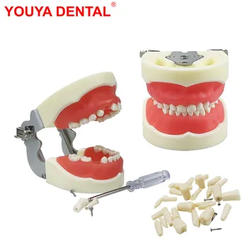 Детская стоматологическая модель Зубов, десен, модель челюсти со съемным зубом, детская модель зубов Typodont Для тренировки зубного техника