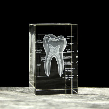 3D Хрустальный Кубик Зубов Анатомическая модель Украшения дома Ремесленные подарки Стоматологическая больница Школьные сувениры